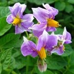 A gyógyító virágok burgonya - receptek tinktúrák