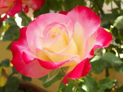 Hybrid Tea Roses legjobb fajta, ültetési illetékes ellátás