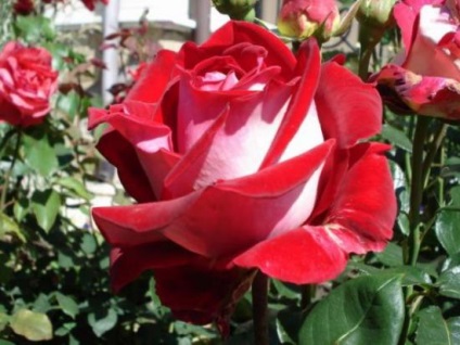Hybrid Tea Roses legjobb fajta, ültetési illetékes ellátás