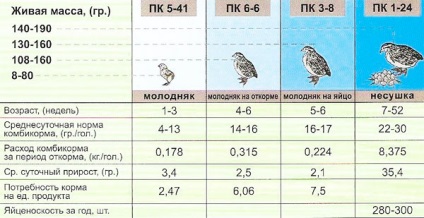 Mi a takarmány fürjek otthon, az én tapasztalatom etetés