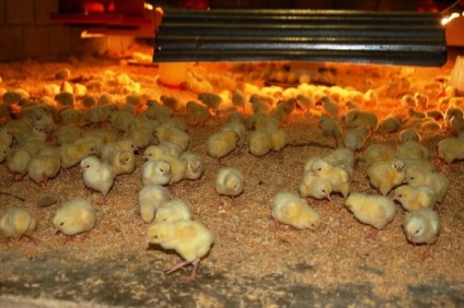 A csirke takarmány az első nap az életét