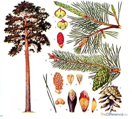 Mi más, mint a cédrus fenyők (fenyő) Mi a különbség a cédrus fenyő