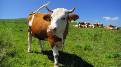 A Kenje a tőgy egy tehén ellés után (utána) A kenje a tőgy egy tehén ellés után