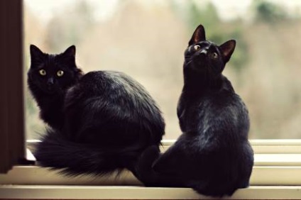 Fekete macska klub macskák
