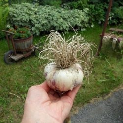 Fokhagyma tavaszi termesztés és karbantartása, mint a takarmány fokhagyma (rugós) Fokhagyma tavaszi termesztés és karbantartása, mint a takarmány a tavaszi fokhagyma