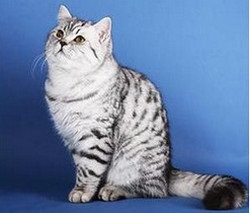 Négyféle azonos fajtájú skót Cat (fajta skót macskák) Négyféle azonos fajtájú skót Cat