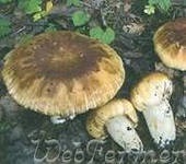 Mi köze gombák gébfélékre (gomba) Mi a teendő, gombával gébfélékre
