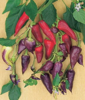 Mi a szakmai és biológiai érettség paprika (futamidő) Mi a szakmai és biológiai érettség bors