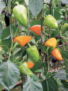 Mi a szakmai és biológiai érettség paprika (futamidő) Mi a szakmai és biológiai érettség bors