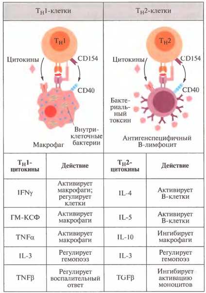 Citokinek immunológia