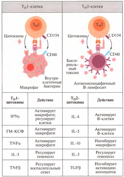 Citokinek in Immunology (Science) Citokinek immunológia