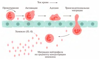 Citokinek in Immunology (citokinek) Citokinek immunológia