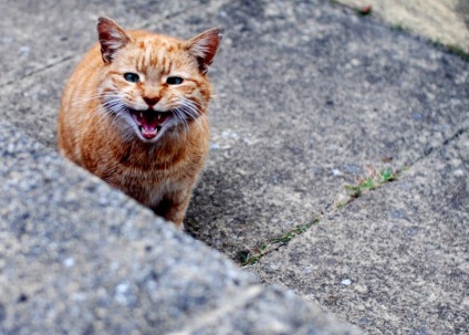 Hány évig élnek macska az átlagos otthoni (cat) Hány évig élnek macska az átlagos otthoni