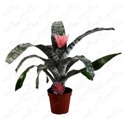 Virágok férfiak (férfi) Flowers for Men