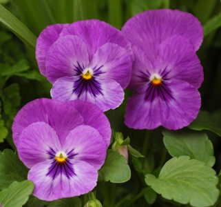 Viola virágok nőnek magról, ha a növény virágot otthon a nyílt terepen