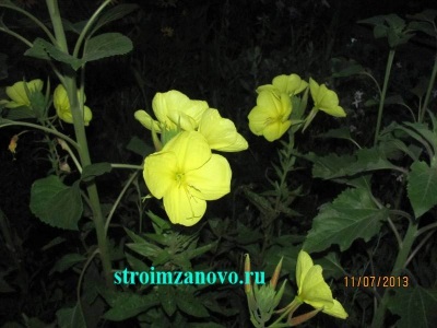 Virágok a kertben (liliom) Virágok a kertben