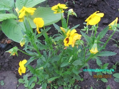 Virág kertészeti (tulipán) Virágok a kertben