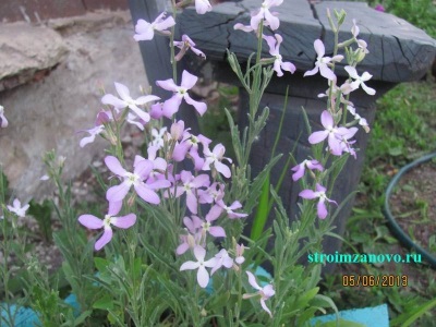 Virág kertészeti (tulipán) Virágok a kertben