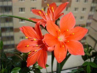 Virág Wallot különösen otthoni gondozást - Flowers Enciklopédia