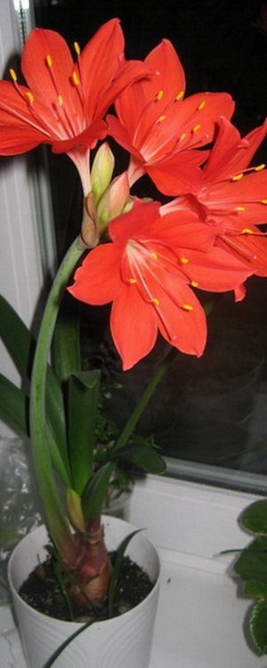 Virág Wallot különösen otthoni gondozást - Flowers Enciklopédia