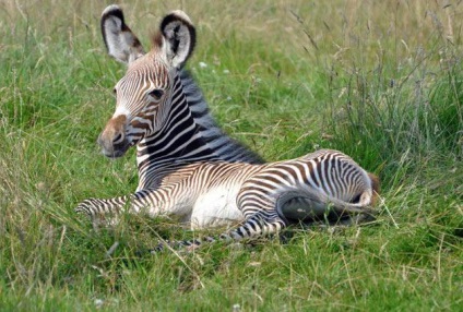 Zebra Young (Young) zebracsikó