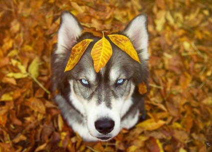 Ő mentette meg a husky, és a kutya után segített neki megszabadulni az erőszakos kapcsolatokat, frissebb - (mentett) Ő mentette meg a husky, és a kutya után segített neki megszabadulni az erőszakos kapcsolatokat, frissebb -