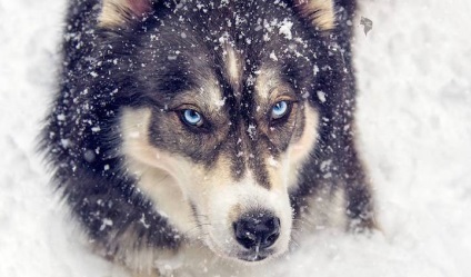 Ő mentette meg a husky, és a kutya után segített neki megszabadulni az erőszakos kapcsolatokat, frissebb - (Husky) Ő mentette meg a husky, és a kutya után segített neki megszabadulni az erőszakos kapcsolatokat, frissebb -