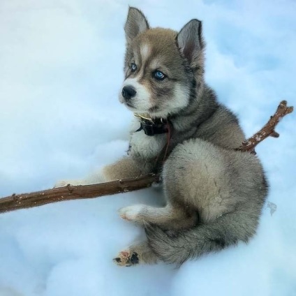 Ő mentette meg a husky, és a kutya után segített neki megszabadulni az erőszakos kapcsolatokat, frissebb - (utána) Ő mentette meg a husky, és a kutya után segített neki megszabadulni az erőszakos kapcsolatokat, frissebb -