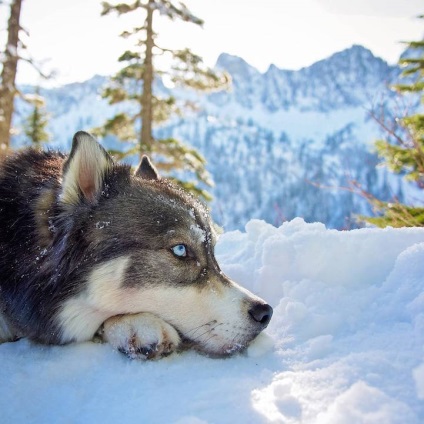 Ő mentette meg a husky, és a kutya után segített neki megszabadulni az erőszakos kapcsolatokat, frissebb - (Husky) Ő mentette meg a husky, és a kutya után segített neki megszabadulni az erőszakos kapcsolatokat, frissebb -