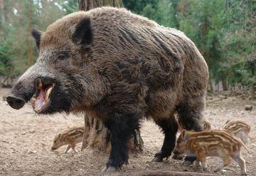 Vaddisznó - a félelmetes őse a házisertés - Piggy klub szurkolók