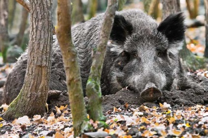 Vaddisznó - a félelmetes őse a házisertés - Piggy klub szurkolók