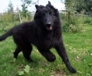 Vérhas tünetei a kutyák, kutyatenyésztő könyvtár (vérhas) Vérhas tünetei a kutyák, kutya tenyésztő könyvtár