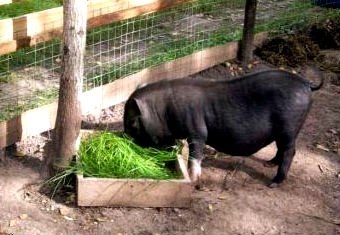 Háztartási Vietnami tenyésztési sertés (malac) Házi vietnámi sertéstenyésztés