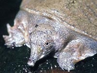 Pet édesvízi teknős tartalmat, a gondozás és etetés, Terrárium (akvárium), a faj