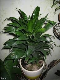 Dracaena - dracaena kompakt (compact Dracaena kompakt) Dracaena - Dracaena kompakt