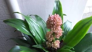 Photo dracaena kompakt, otthoni gondozást (compact) Dracaena kompakt fotó, otthoni gondozást