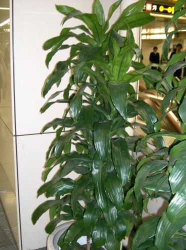 Dracaena kompakt fotó, otthoni gondozást (Dracaena) Dracaena kompakt fotó, otthoni gondozást