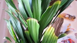 Dracaena kompakt fotó, otthoni gondozást (Dracaena) Dracaena kompakt fotó, otthoni gondozást