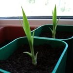 Dracaena reprodukció az otthon palánta és a gyökér (Dracaena) Dracaena reprodukció az otthon palánta és a gyökér