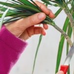 Dracaena reprodukciós az otthoni, mint palánták és a gyökér (feltételek) Dracaena reprodukció az otthon palánta és a gyökér