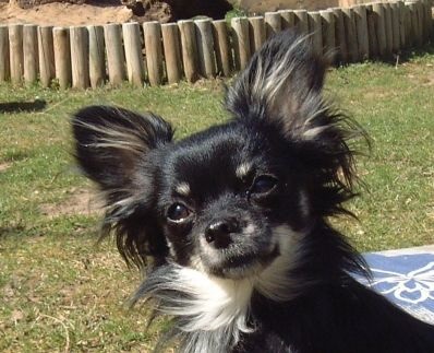 Képzése és oktatása Chihuahua