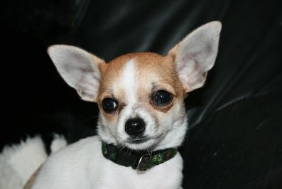 Képzése és oktatása Chihuahua (oktatás) Képzése és oktatása Chihuahua