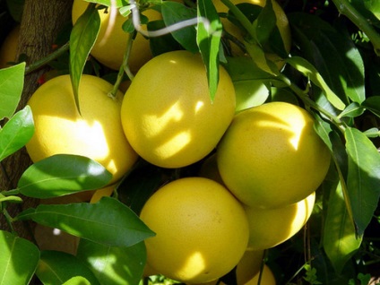 Grapefruit illóolaj, az életem (illóolaj a grapefruit.) Grapefruit illóolaj, az élet az én