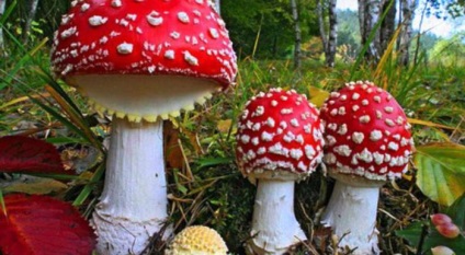 Ha esznek, gomba, hogy lesz a következménye a mérgezés légyölő galóca (Amanita fog enni) Ha esznek gombát, hogy lesz a következménye légyölő galóca mérgezési