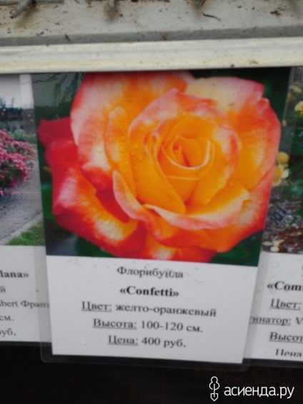 A rózsa vagy csipkebogyó csoport kerti virágok és virág (csipkebogyó) A rózsa vagy csipkebogyó csoport kerti virágok és virág