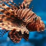 Fauna (lakos) a Vörös-tenger (piros) Fauna (a lakosság) a Vörös-tenger