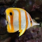Fauna (lakos) a Vörös-tenger (piros) Fauna (a lakosság) a Vörös-tenger