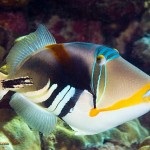 Fauna (lakos) a Vörös-tenger (a tenger) Fauna (a lakosság) a Vörös-tenger