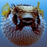 Fauna (lakos) a Vörös-tenger (piros) Fauna (a lakosság) a Vörös-tenger
