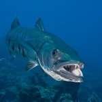 Fauna (lakos) a Vörös-tenger (a tenger) Fauna (a lakosság) a Vörös-tenger